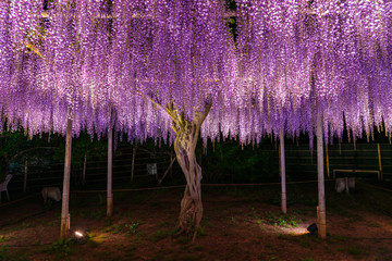 View of full bloom Purple pink Giant Wisteria trellis. mysterious beauty when lighted up at night...