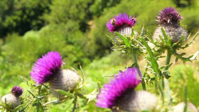 Abeilles butinant sur une fleur de chardon
