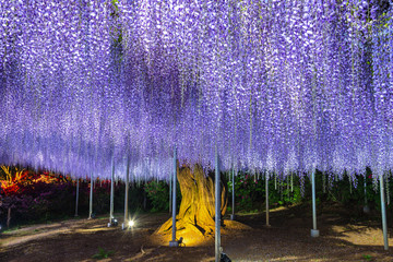 View of full bloom Purple pink Giant Wisteria trellis. mysterious beauty when lighted up at night with colorful blossoming flowers. Ashikaga Flower Park, Tochigi , famous travel destination in Japan