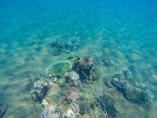 Undersea landscape with sardine fish shoal and young coral reef. Tropical seashore animals underwater photo.