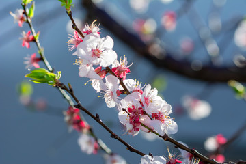 Beautiful floral spring abstract background of nature.