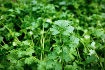 Health benefits of coriander. Coriander is loaded with antioxidants