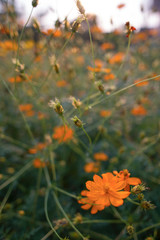 sulfur cosmos flower in the garden
