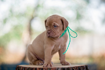 Bordeaux puppy in nature