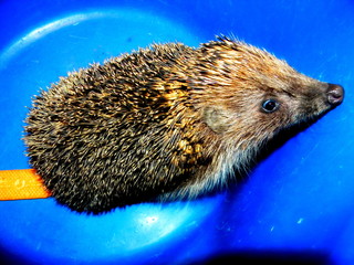  Hedgehog close up