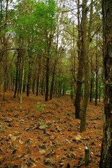 Obraz premium walking on the trees in the provinces