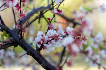 Beautiful floral spring abstract background of nature.