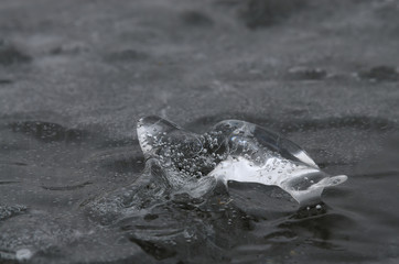 Lodowa foka © Tomek Kiecana