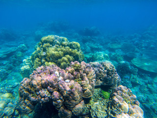 Naklejka na ściany i meble Undersea landscape with colorful coral reef. Tropical sea shore animal underwater photo. Seabottom perspective landscape