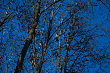 Fototapeta na wymiar crow on a branch