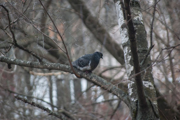 pigeon on a tree