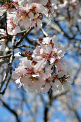 cherry blossom in spring
