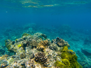 Undersea landscape with parrotfish and coral reef. Tropical seashore animals underwater photo.