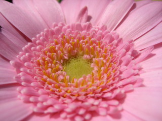 Gerbera Rosa