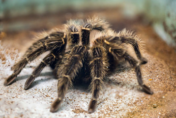 Brazilian salmon pink bird-eating tarantula. Spider reaches with open extremities over 30 cm of tarantula brown with pink dots. In the world, these spiders live in Eastern Brazil. As food he prefers m