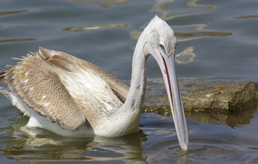 Pelicans catching fish near Lake Hora, Ethiopia- February 2019