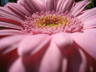 Gerbera Rosa 