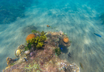 Underwater landscape with Clownfish and young coral reef. Tropical seashore underwater photo.