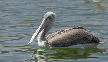 Pelicans catching fish near Lake Hora, Ethiopia- February 2019