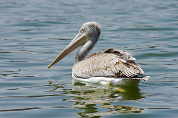 Pelicans catching fish near Lake Hora, Ethiopia- February 2019