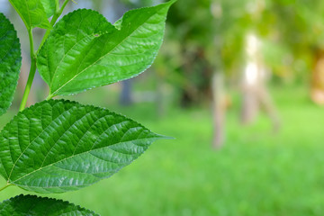 green leaf  Mulberry fruits on bokeh background, ..Mulberry with very useful for the treatment and protect of various diseases. ..