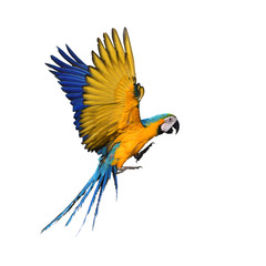 Blue and gold Macaw