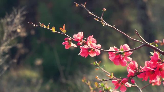 Flowers in the field inside the forest ,the day is sunny the have just blossomed to welcome the spring ,Some bees are around