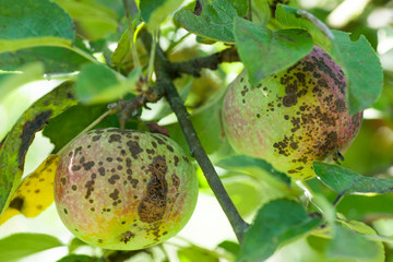 apple scab disease