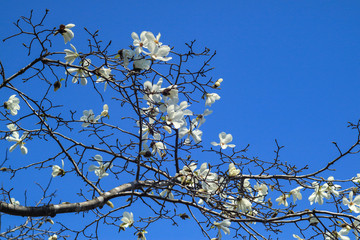 コブシ　モクレン科