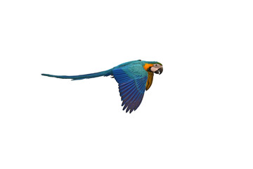 Blue and gold Macaw