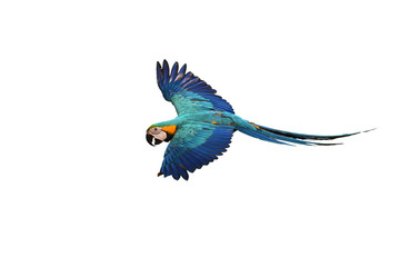 Blue and gold Macaw
