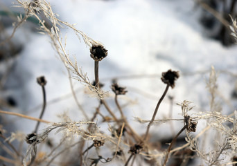 Wild flowers and stems of dry dead grass under the sun form dynamic composition on a snow.