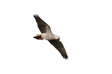 Obraz premium African Grey Parrot bird