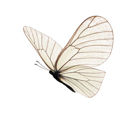 Obraz premium Beautiful white butterfly