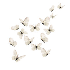 Beautiful white butterfly - 257595859