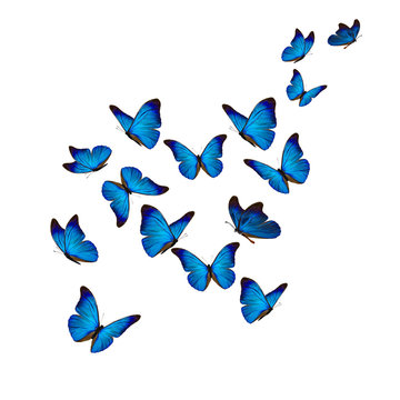 Fototapeta Beautiful blue morpho butterfly