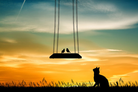 Cat Looks At The Birds On The Swing