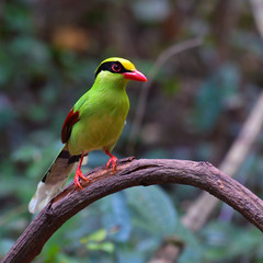 Common green magpie Bird