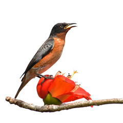 Spot-winged Starlings