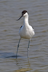 Pied Avocet Bird