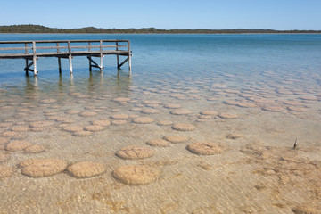 Lake Clifton thrombolites in Western Australia's Peel region, off Old Coast Road, between Mandurah...