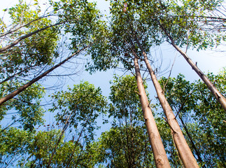 Fototapeta premium View at the treetop of eucalyptus trees in the farmland