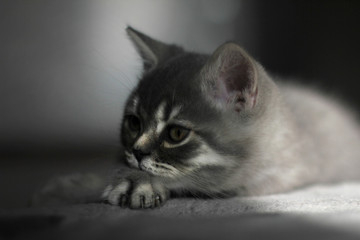 gray kitten lies on a gray background
