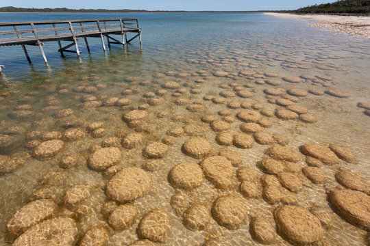Lake Clifton thrombolites in Western Australia's Peel region, off Old Coast Road, between Mandurah and Bunbury