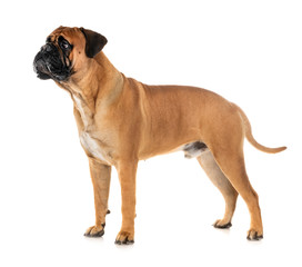 Obraz premium bullmastiff in studio