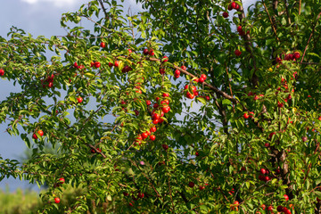 mirabelle plums