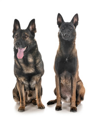 malinois and german shepherd