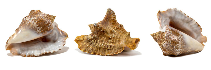 Old seashell isolated on a white background closeup