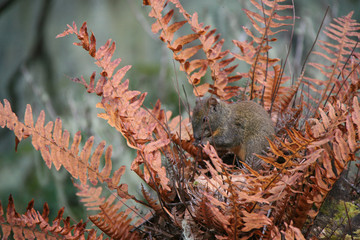 Squirrel in a forest around Paro (Bhutan)
