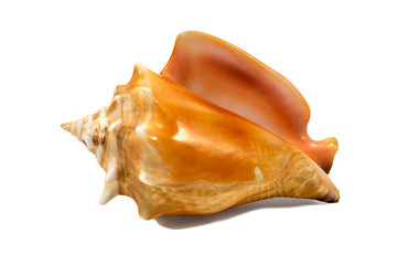 Orange colored seashell isolated on a white background closeup